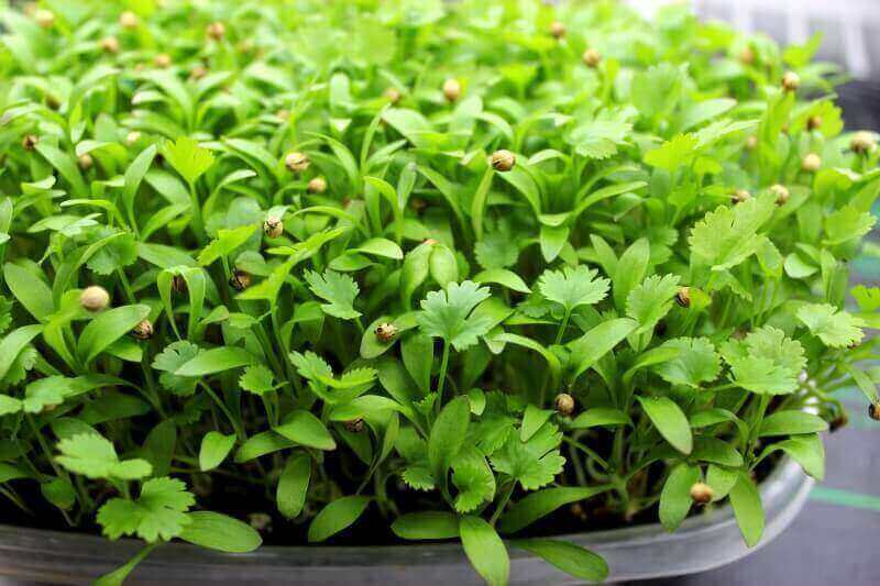Coriander Microgreens